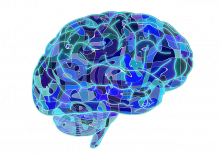 Brain - image from pixabay.com CC0